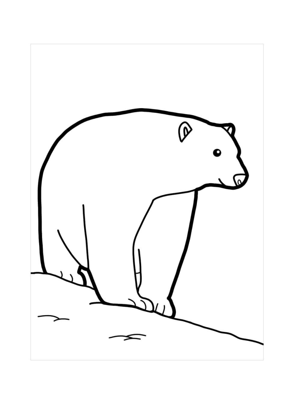 Beruang Kutub Menakjubkan