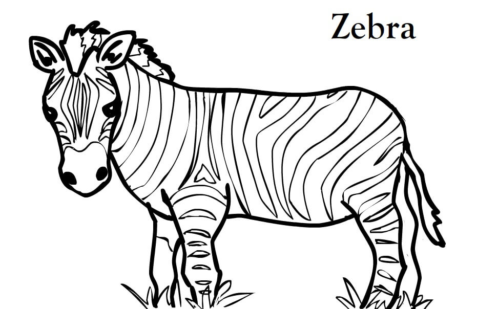 Zebra Keren