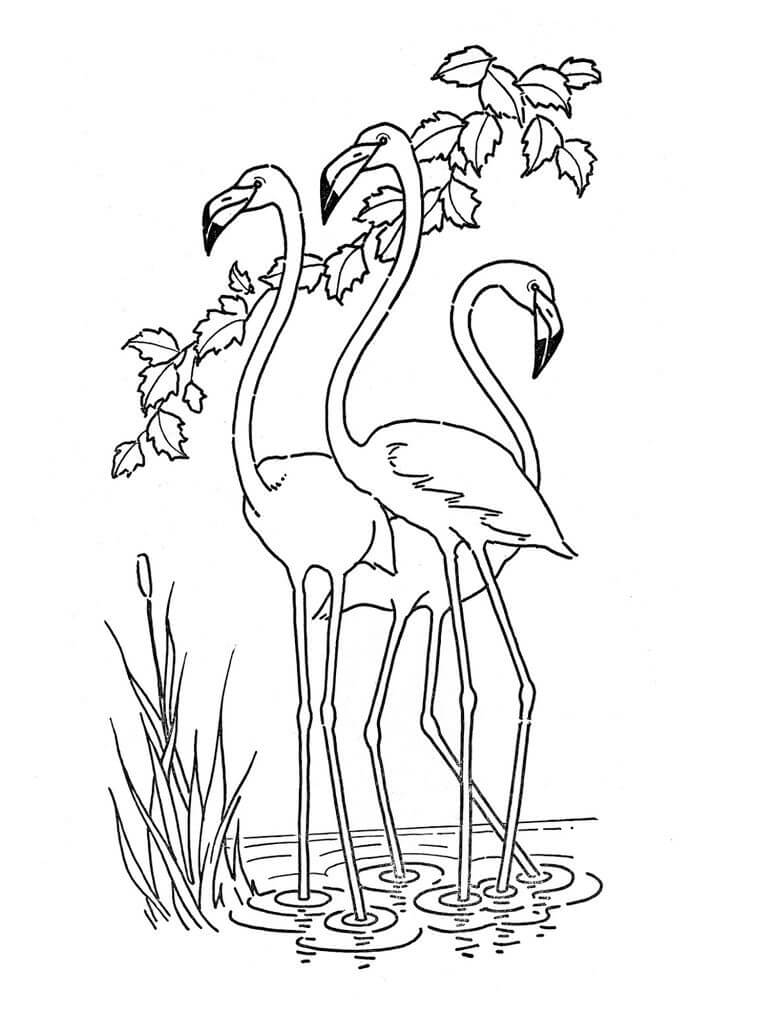 Kawanan Flamingo