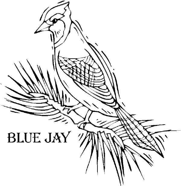 Biru Jays besbol