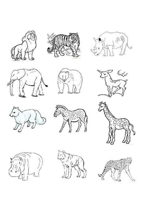 Hewan Liar yang Bagus