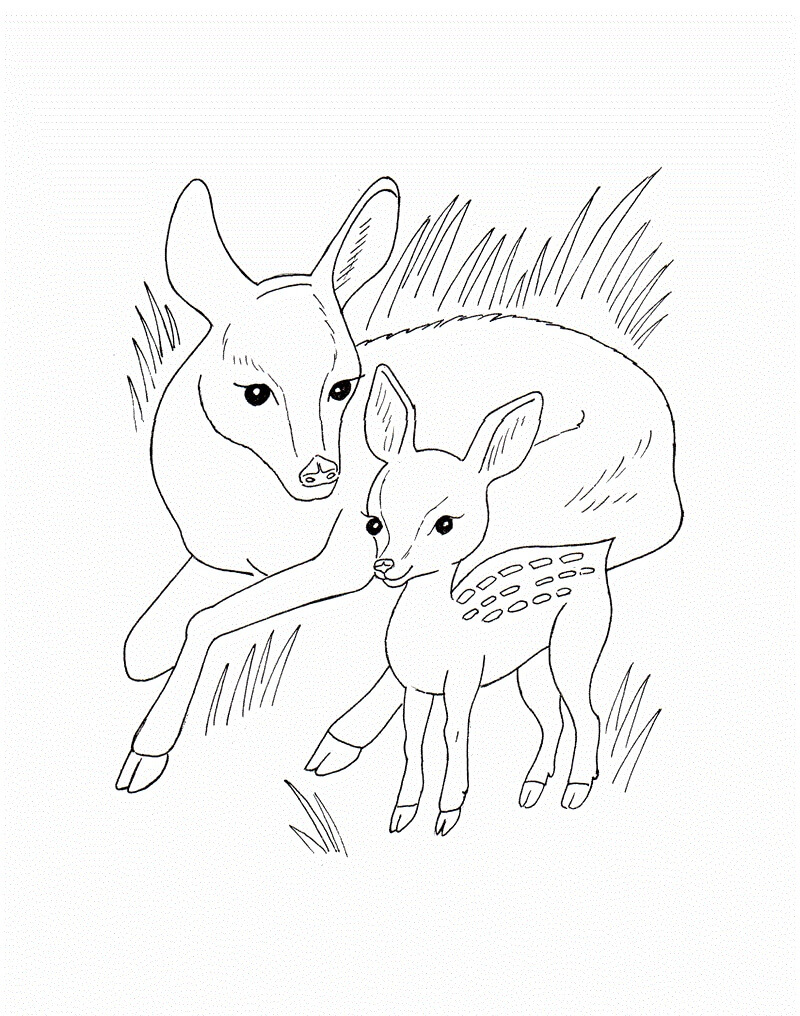 Ibu Dan Anak Rusa Liar