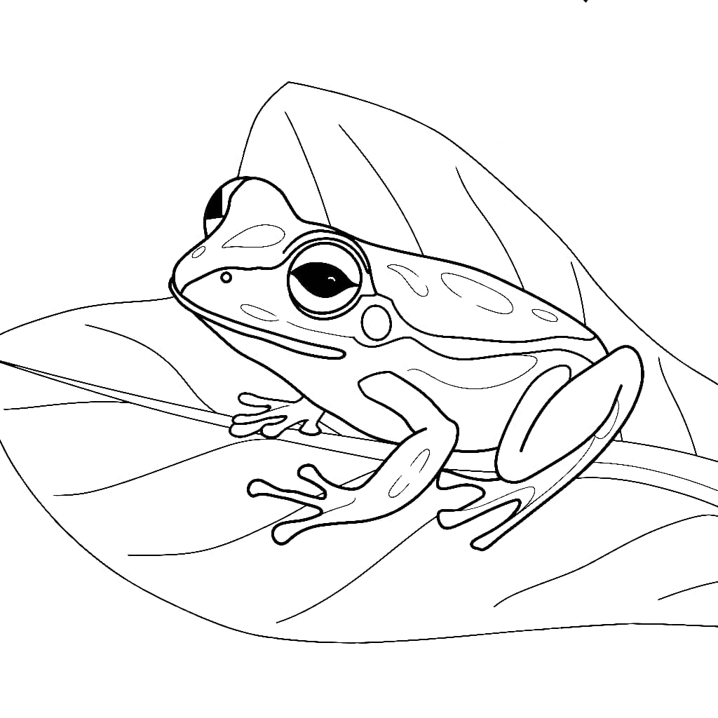 Kodok di daun gambar