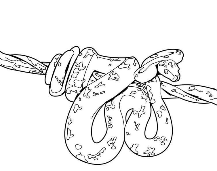 Python di Cabang Pohon