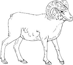 Domba Bighorn yang Realistis