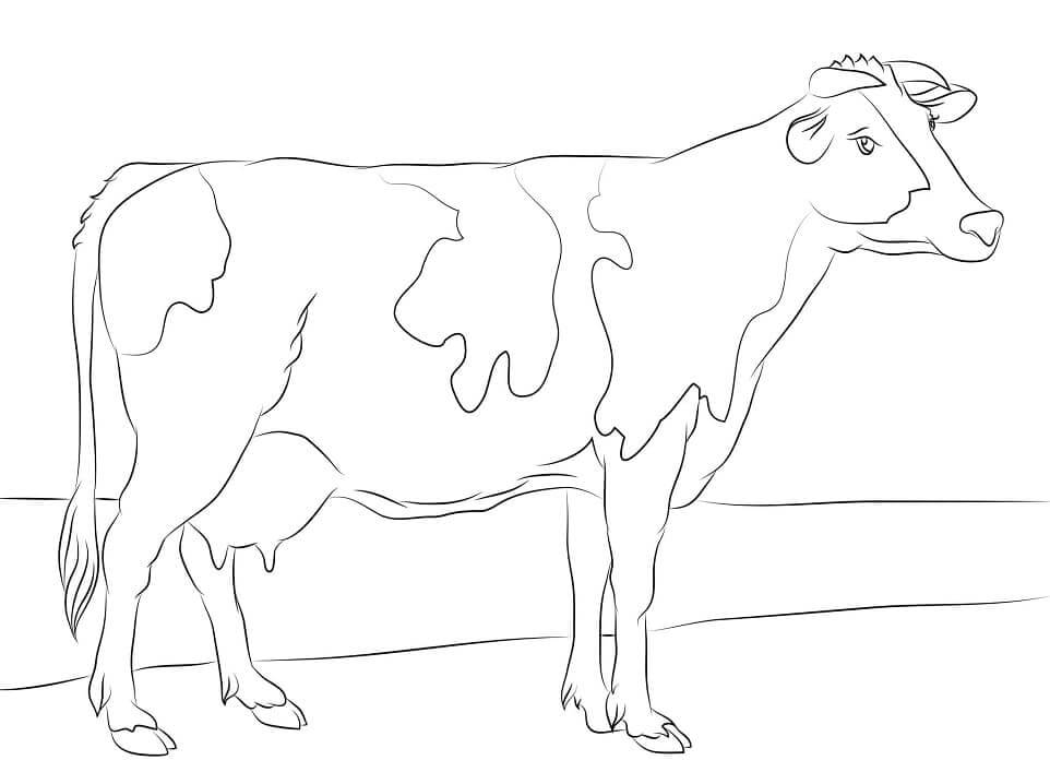 Sapi Holstein
