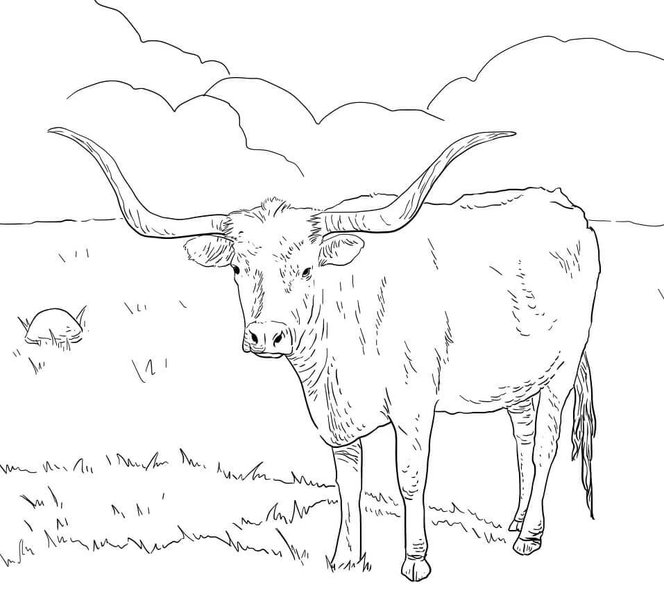 Sapi Longhorn Texas