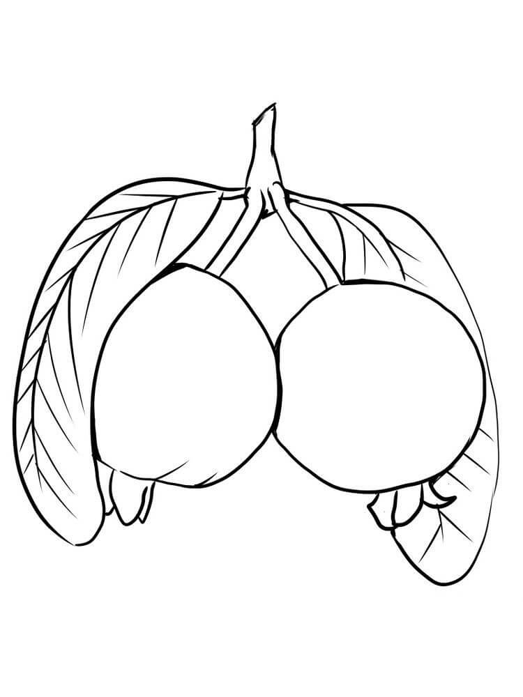 Dua Jambu Biji Sederhana