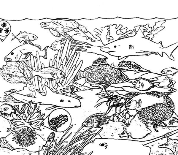 Ekosistem Terumbu Koral