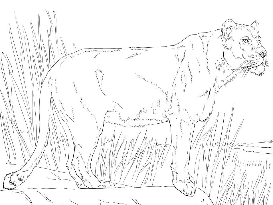 Singa betina Berdiri