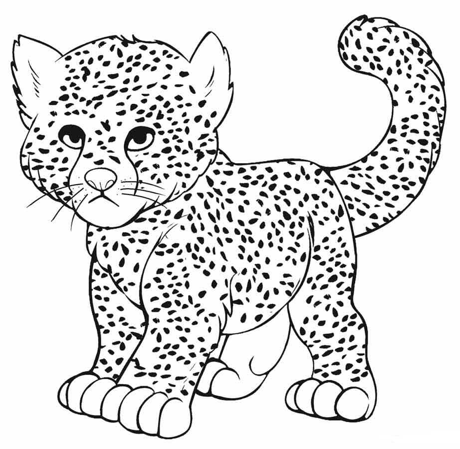 Bayi Cheetah
