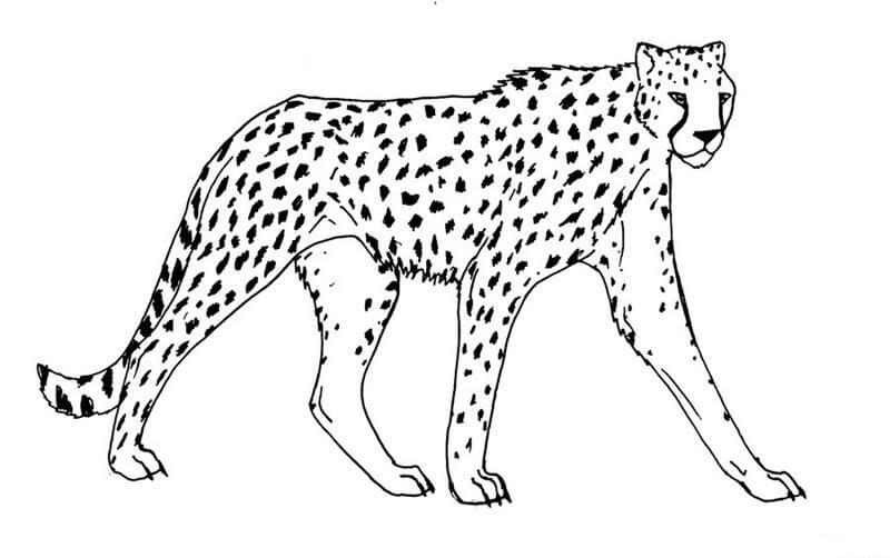 Cheetah Berjalan