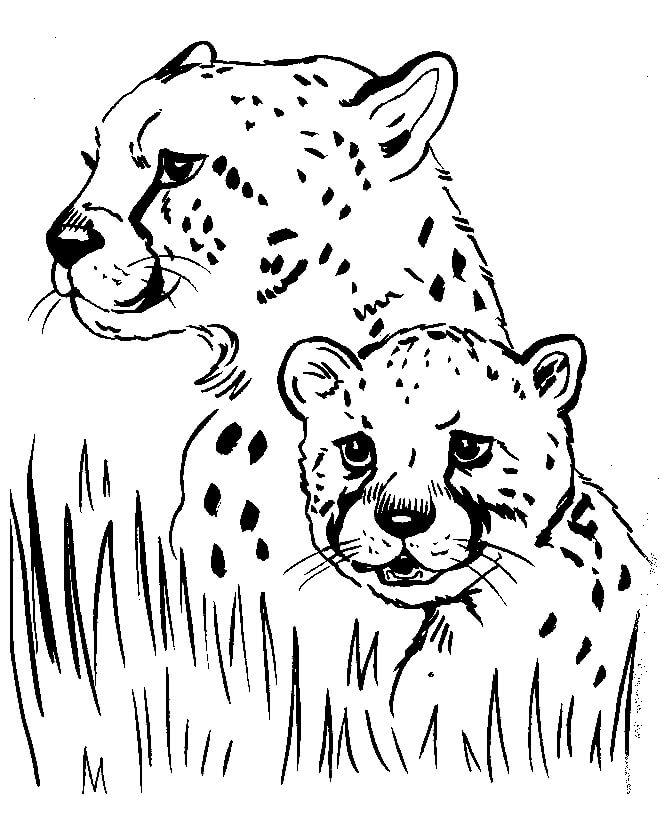 Cheetah Bermuka Dua