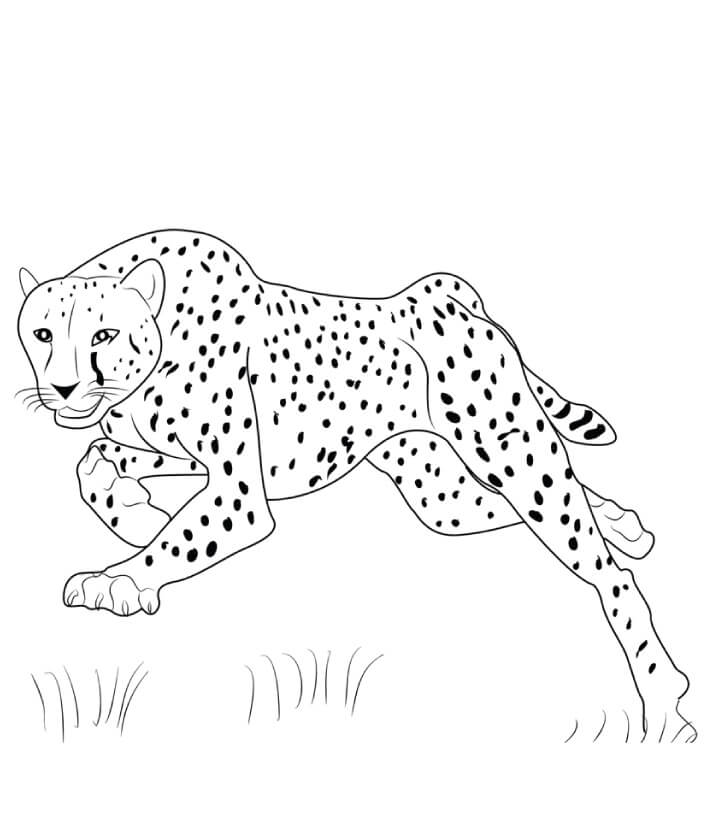 Cheetah Melompat
