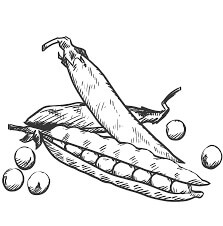 Kacang Menggambar Tangan