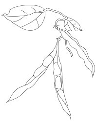 Kacang yang Dapat Dicetak