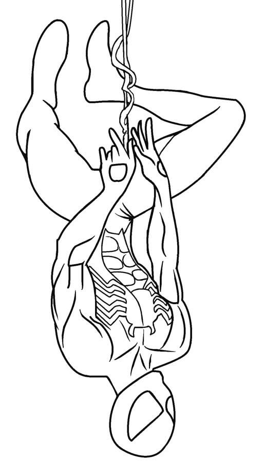 Manusia Laba-laba Menggantung Terbalik