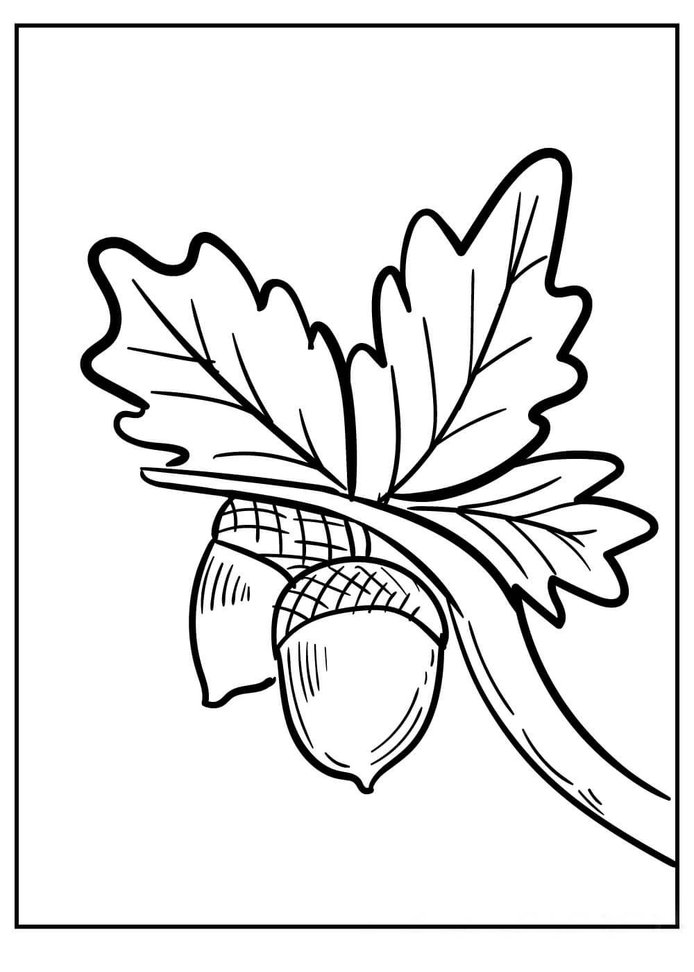 Dasar dua Biji Ek di Cabang Pohon dengan Daun