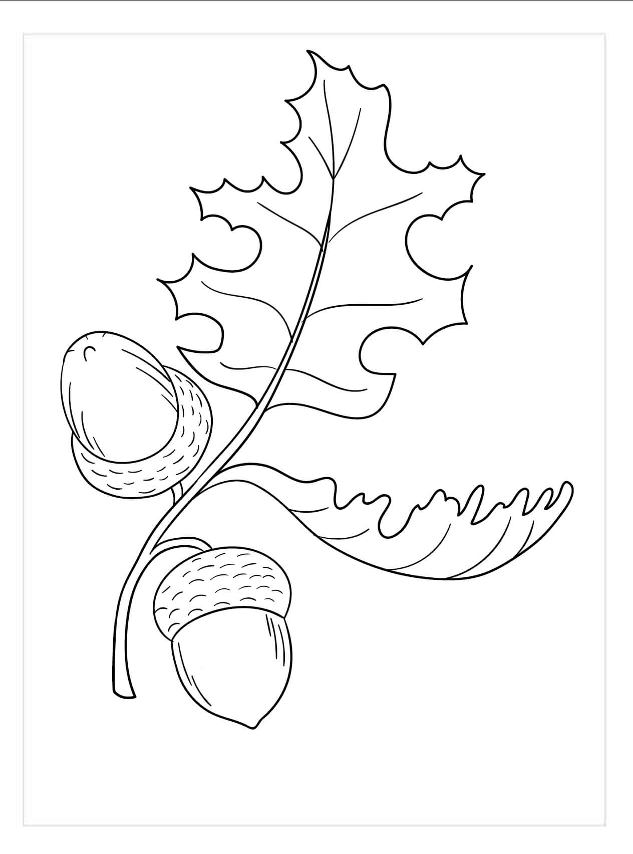 Sederhana dua Acorns di cabang Pohon dengan Daun