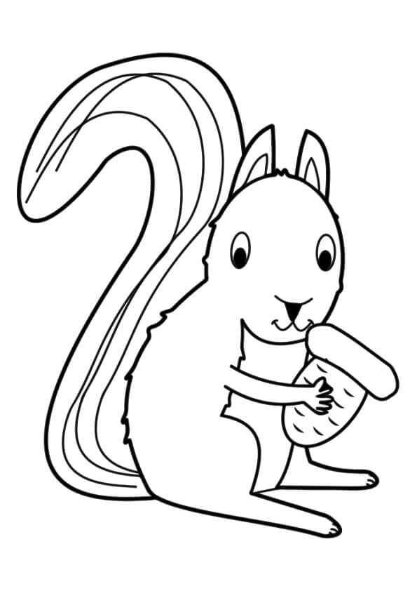 Tupai lucu sedang memakan Biji Ek