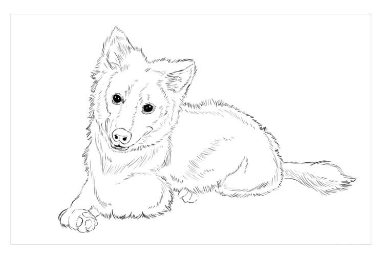 Anjing Eskimo Amerika