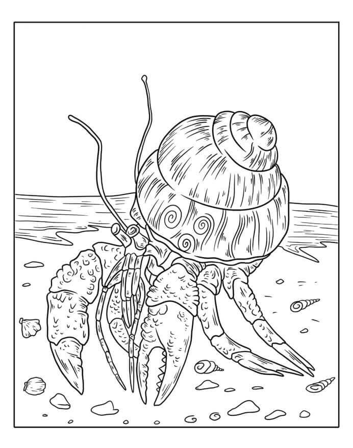 Kepiting Pertapa Berjalan di Pantai