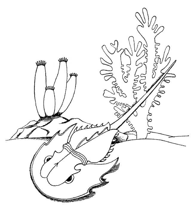 Kepiting Tapal Kuda di Laut