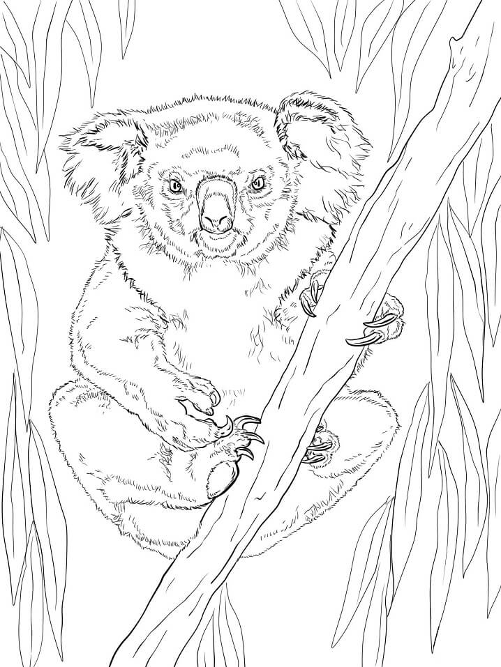 Koala Betina