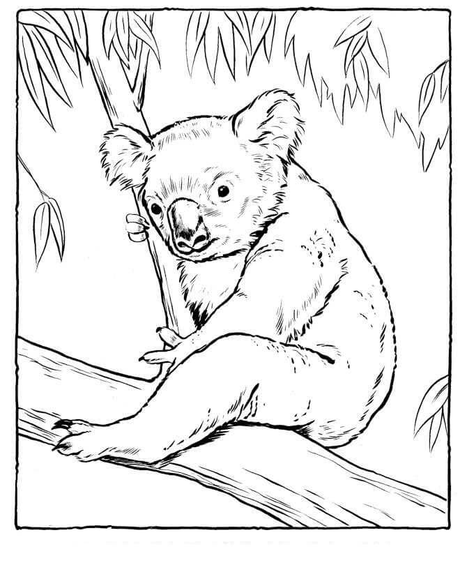 Koala Duduk di Pohon