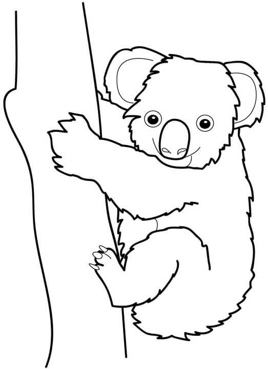 Koala yang Baik