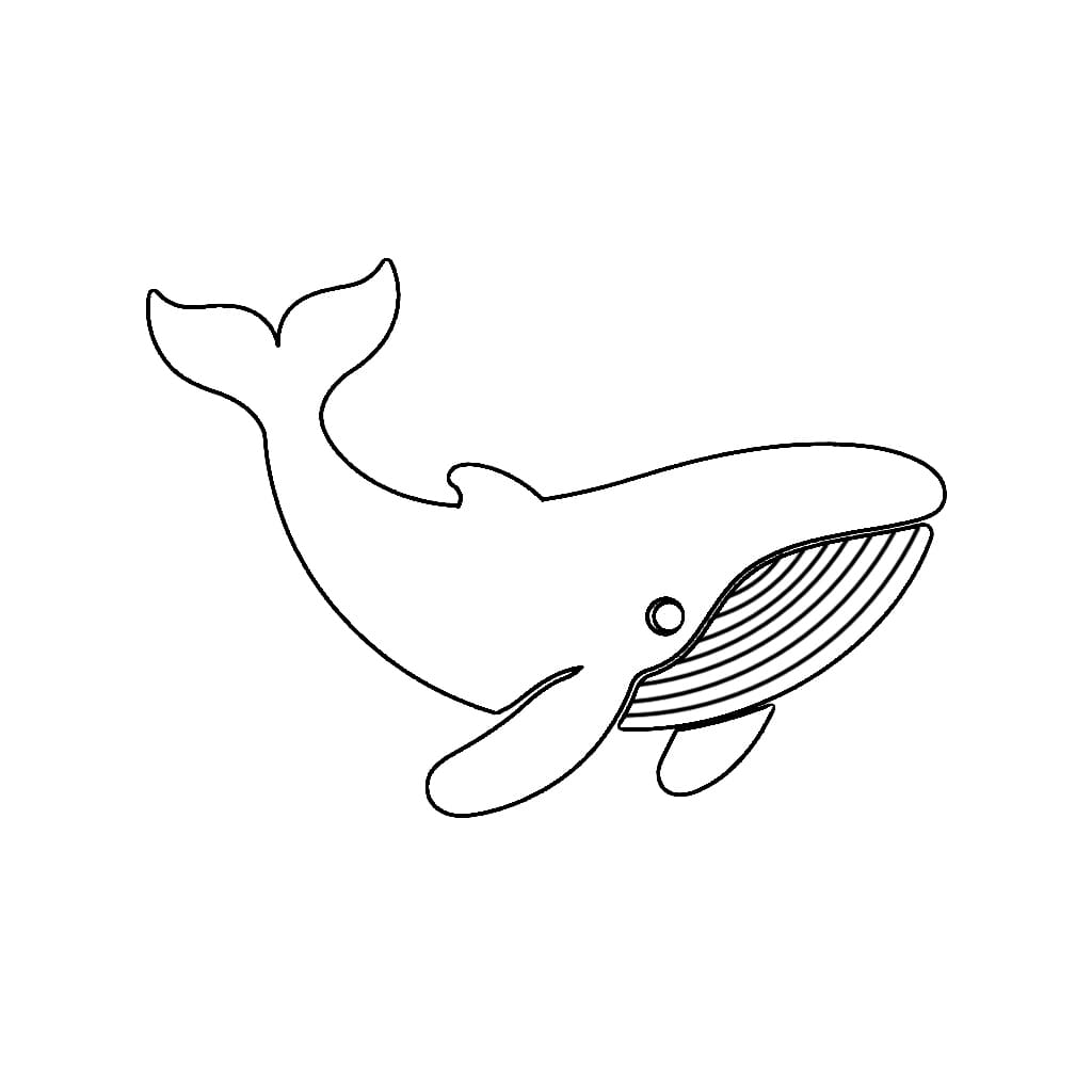 Garis besar paus besar