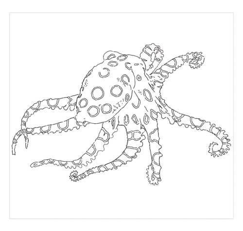 Gurita Bercincin Biru