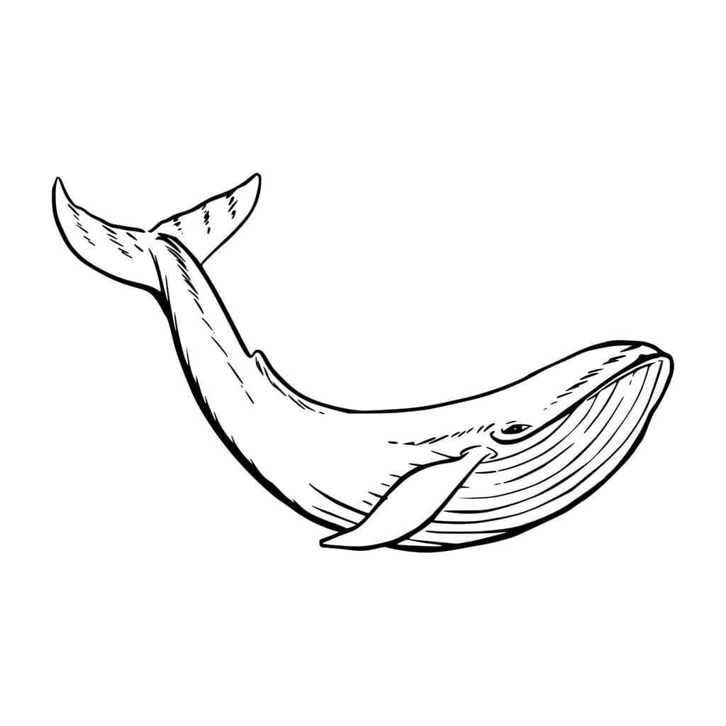 Paus Berenang Secara Realistis