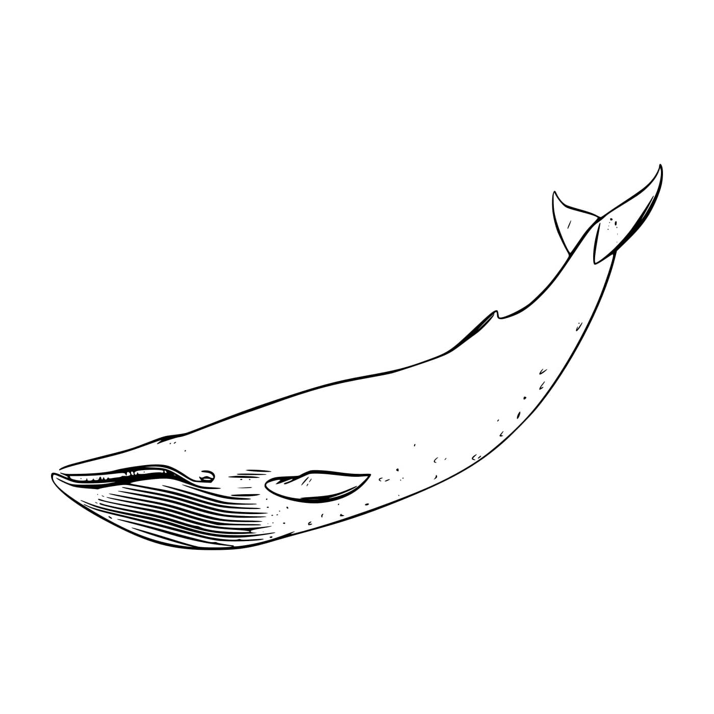 Paus Berenang Sederhana