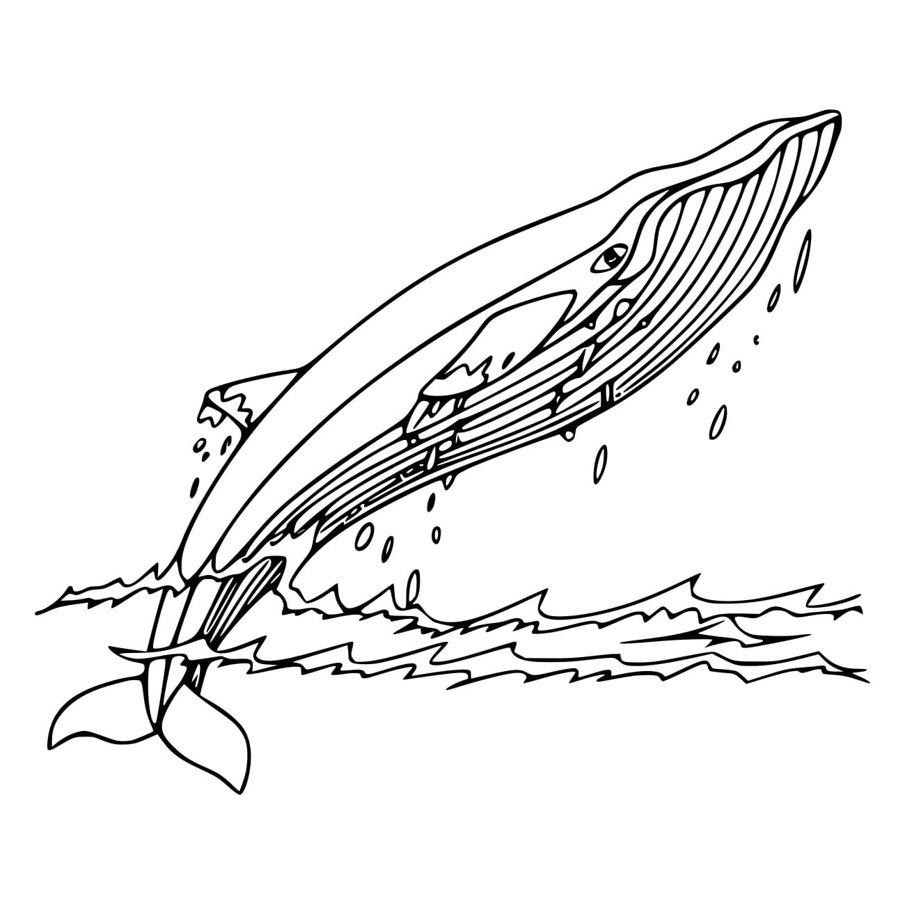 Paus Melompat Keluar dari Laut