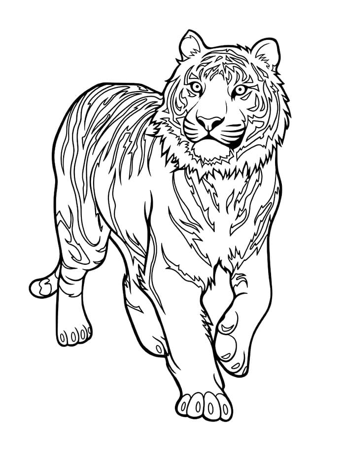 Pendakian Harimau Dasar