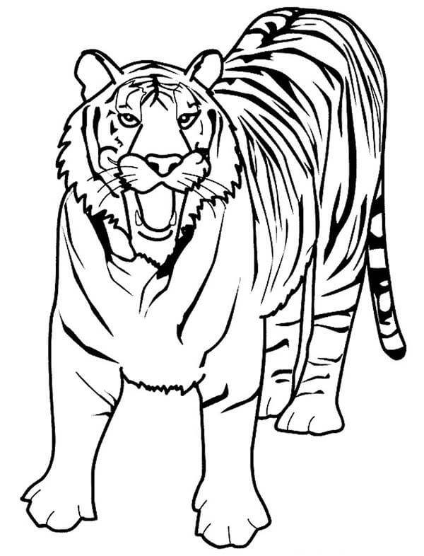Harimau Bengali