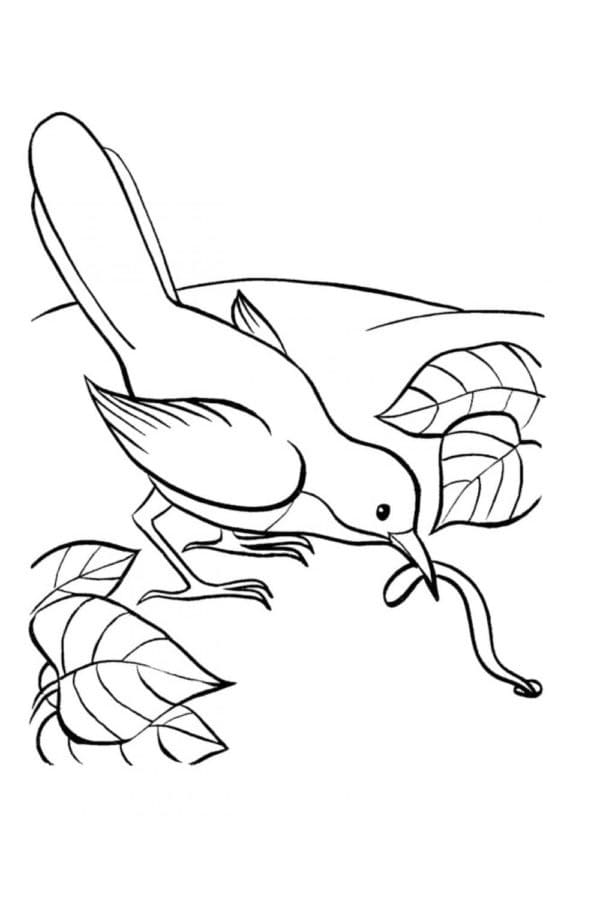 Burung Menangkap Cacing