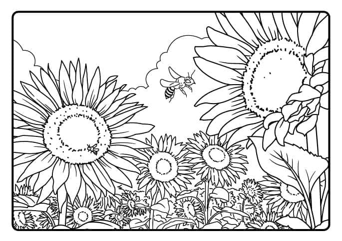 Landskap Bunga Matahari