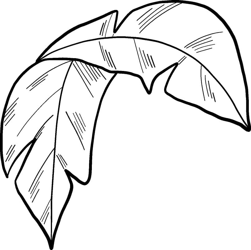 Daun Palem 6 Daun Palem 6