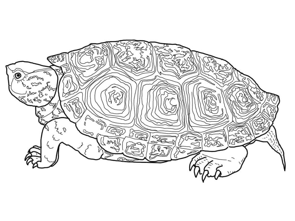 Penyu Terrapin Punggung Berlian