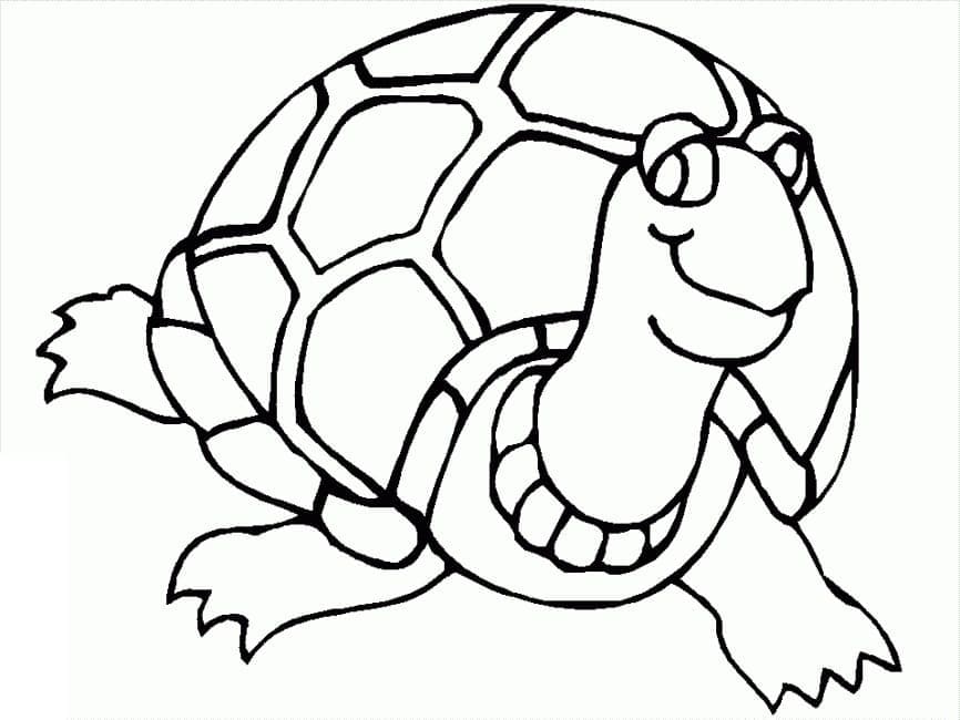 Penyu yang Tersenyum