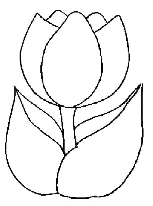 Bunga Tulip Sederhana