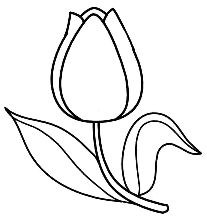 Cetak Tulip