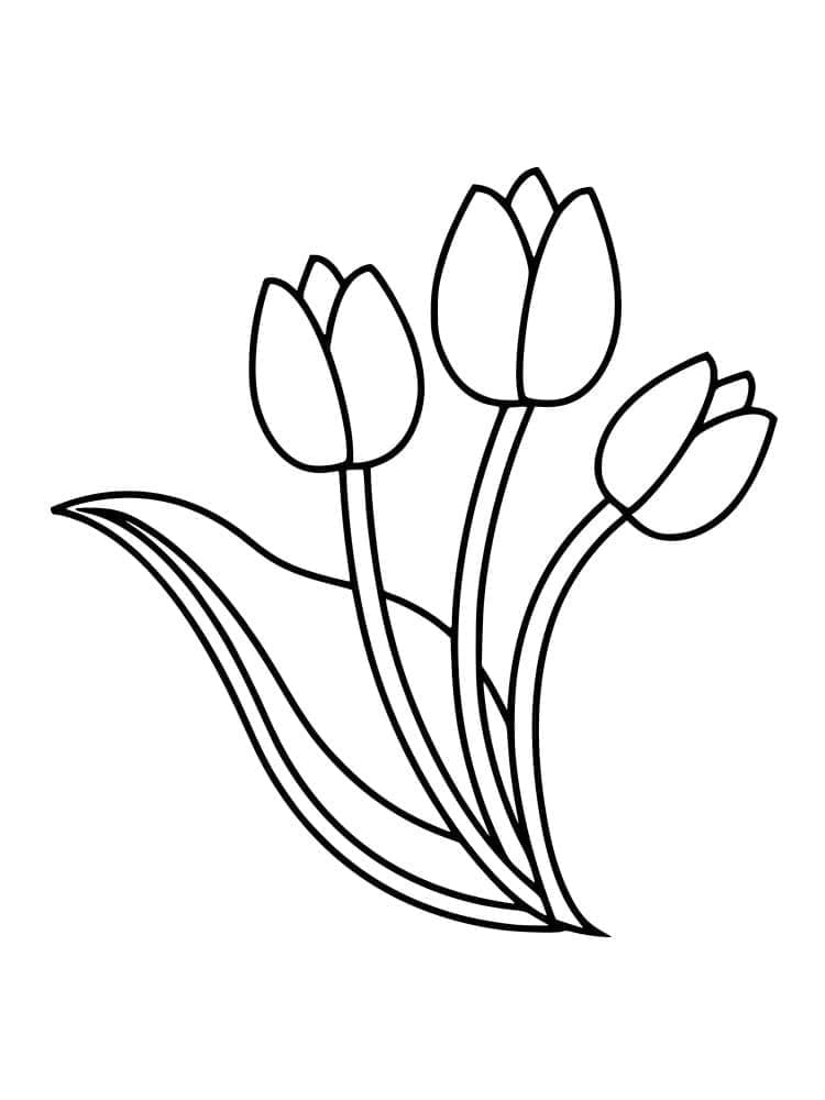 Tiga Tulip