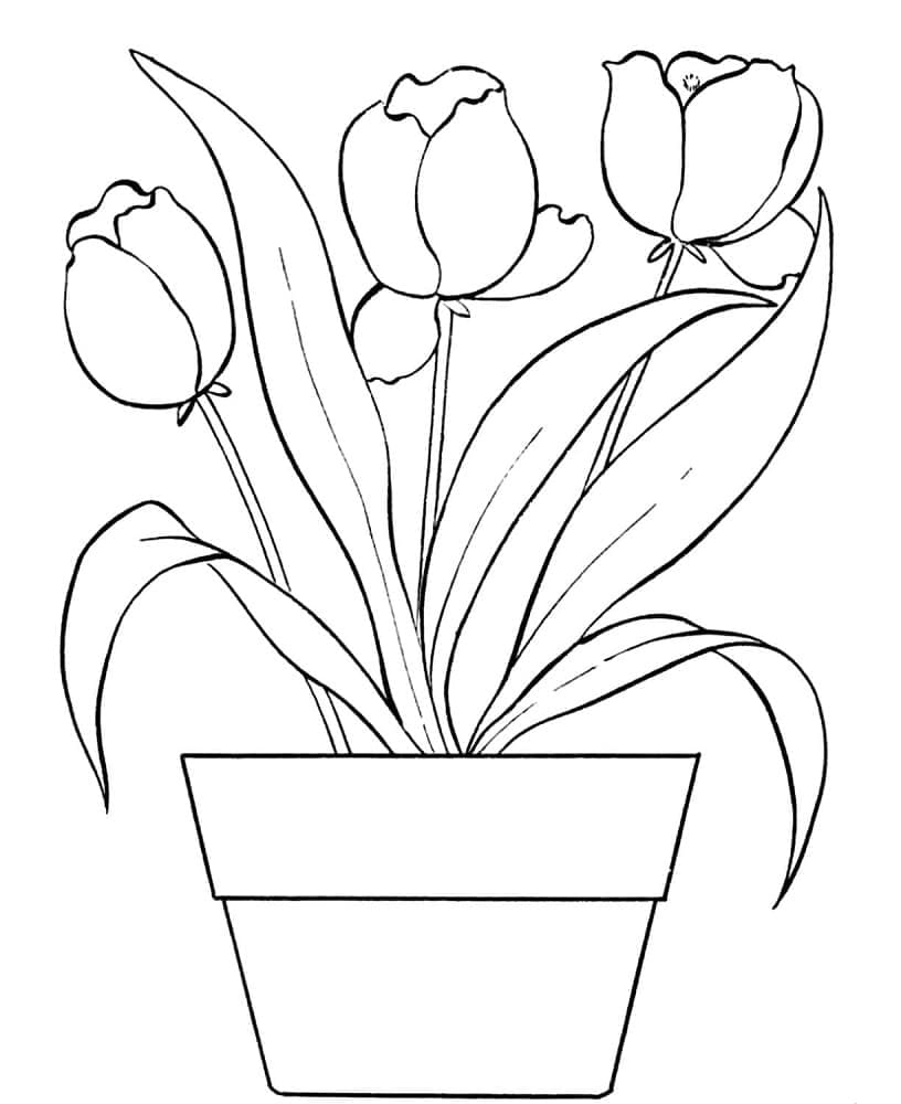Tulip dalam Pot
