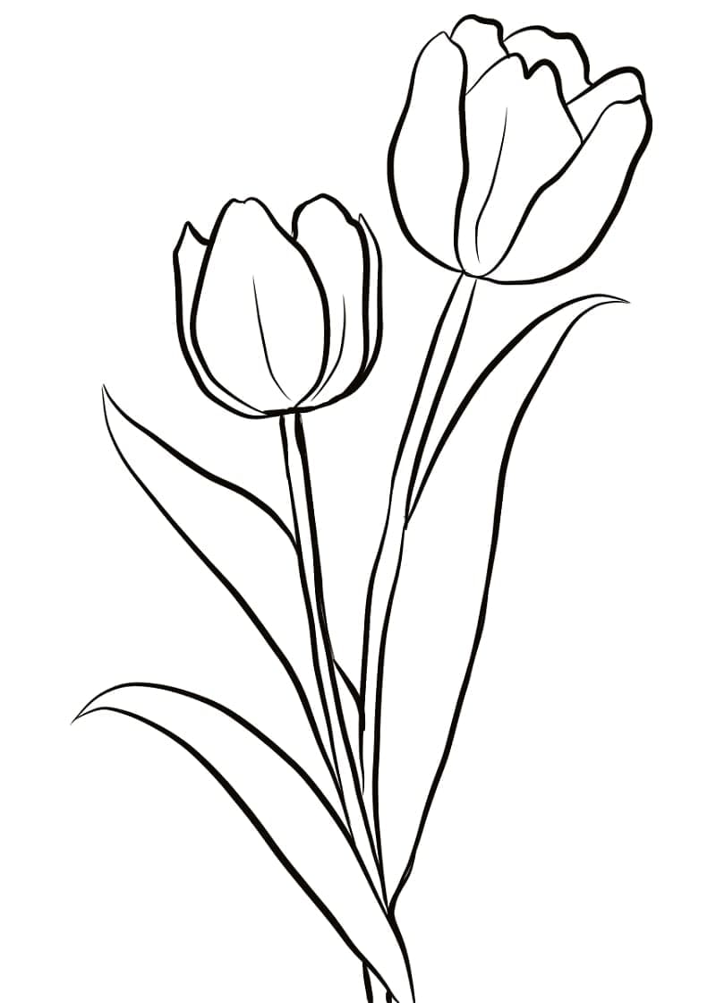Tulip Gratis