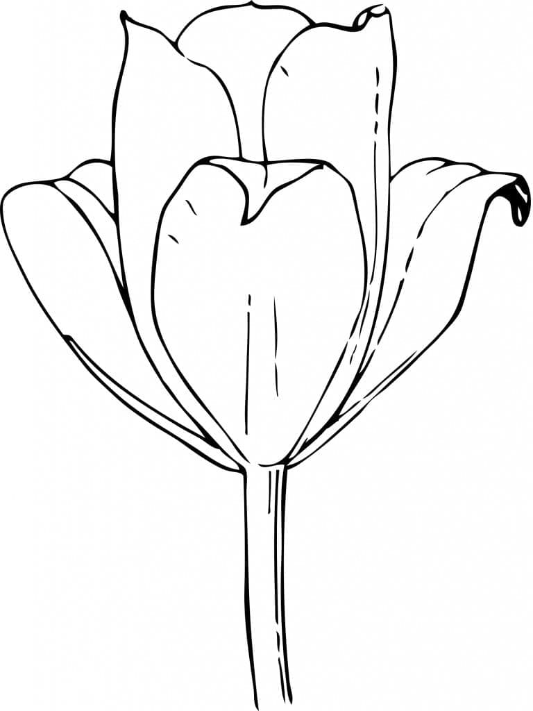 Tulip mekar