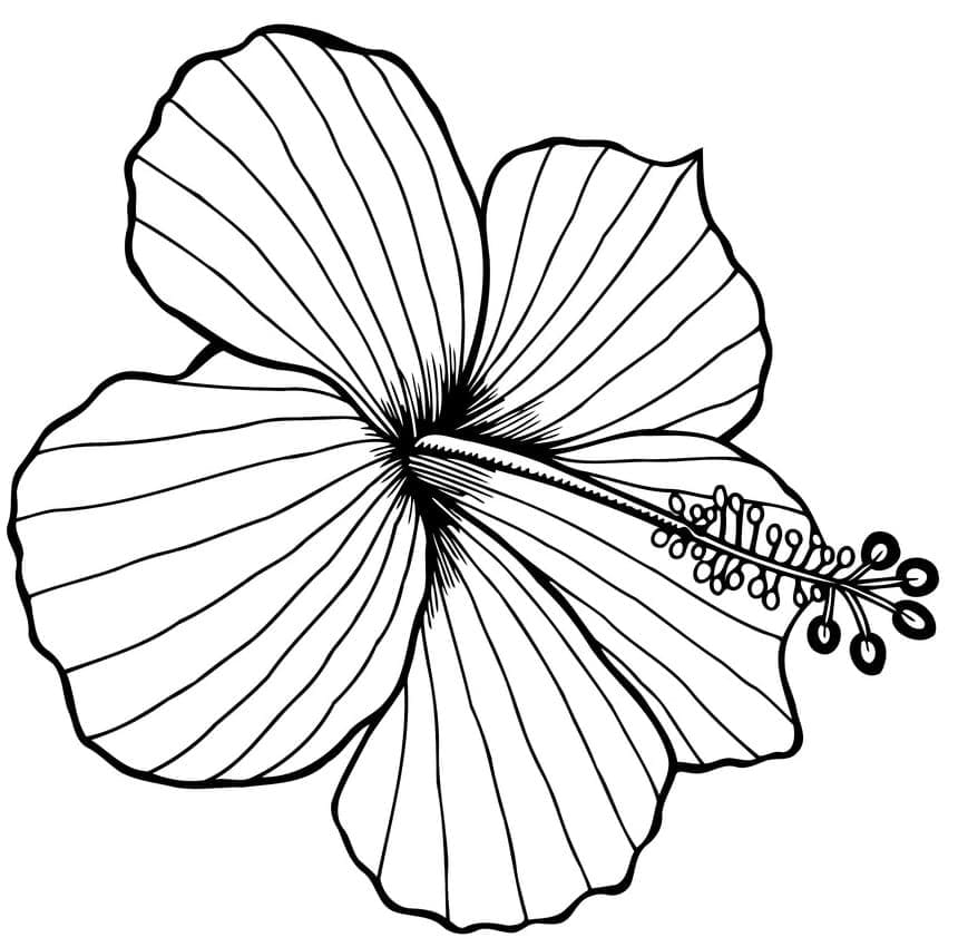 Bunga Sepatu Bagus Gratis