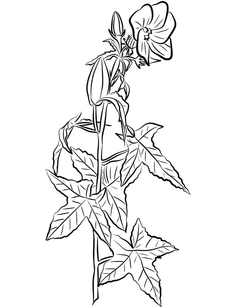 Bunga Sepatu Tahunan